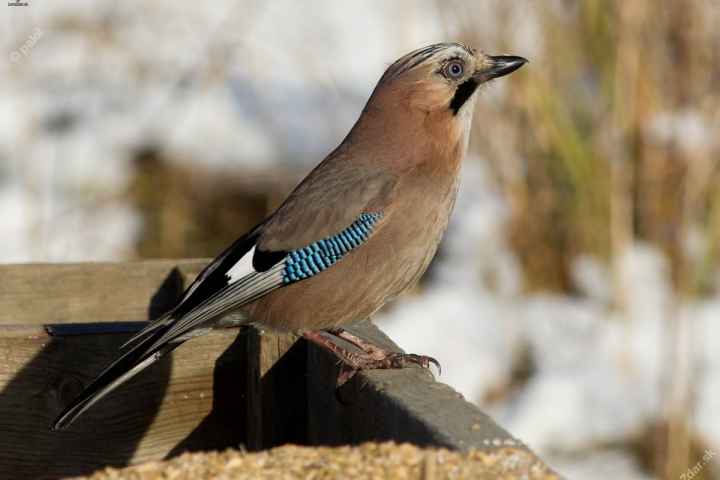 Co viděla sojka v lese